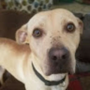 Meet your Posher, George